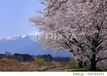 長野県伊那市美篶 伊那ナイスロード沿いの三峰川サイクリングロード桜並木と冠雪した中央アルプス木曽山脈 長野県伊那市美篶 伊那ナイスロード沿いの三峰川サイクリングロード桜並木と冠雪した中央アルプス木曽山脈 105162071