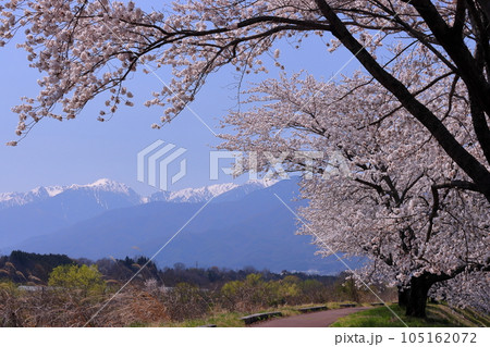 長野県伊那市美篶　伊那ナイスロード沿いの三峰川サイクリングロード桜並木と冠雪した中央アルプス木曽山脈 105162072