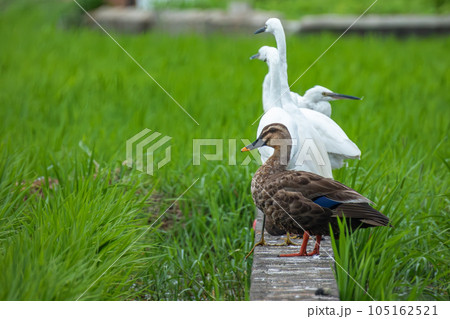 田んぼのカルガモとシラサギ(コサギ) 田んぼのカルガモとシラサギ(コサギ) 105162521