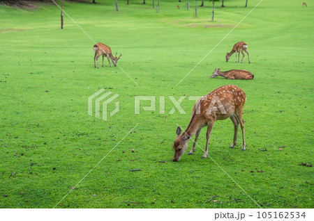 草を食む鹿 奈良公園 草を食む鹿 奈良公園 105162534
