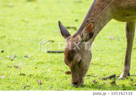 草を食べる鹿　奈良公園 105162538