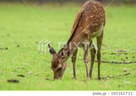 草を食べる鹿 奈良公園 草を食べる鹿 奈良公園 105162715