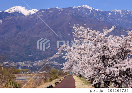 長野県伊那市美篶　伊那ナイスロード沿いの三峰川サイクリングロード桜並木と冠雪した中央アルプス木曽山脈 105162785