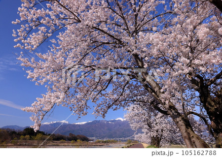 長野県伊那市美篶 伊那ナイスロード沿いの三峰川サイクリングロード桜並木と冠雪した中央アルプス木曽山脈 長野県伊那市美篶 伊那ナイスロード沿いの三峰川サイクリングロード桜並木と冠雪した中央アルプス木曽山脈 105162788