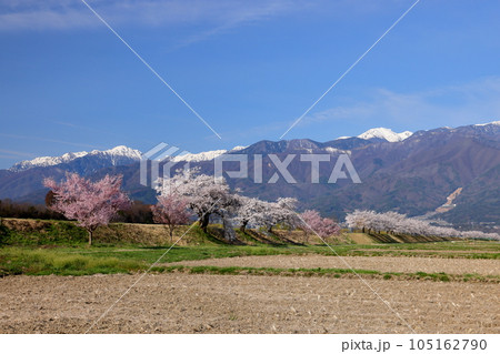 長野県伊那市美篶 伊那ナイスロード沿いの三峰川サイクリングロード桜並木と冠雪した中央アルプス木曽山脈 長野県伊那市美篶 伊那ナイスロード沿いの三峰川サイクリングロード桜並木と冠雪した中央アルプス木曽山脈 105162790
