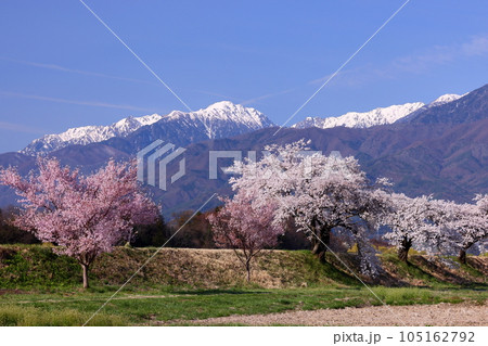 長野県伊那市美篶 伊那ナイスロード沿いの三峰川サイクリングロード桜並木と冠雪した中央アルプス木曽山脈 長野県伊那市美篶 伊那ナイスロード沿いの三峰川サイクリングロード桜並木と冠雪した中央アルプス木曽山脈 105162792