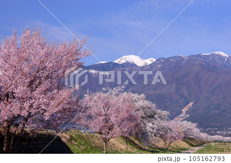 長野県伊那市美篶 伊那ナイスロード沿いの三峰川サイクリングロード桜並木と冠雪した中央アルプス木曽山脈 長野県伊那市美篶 伊那ナイスロード沿いの三峰川サイクリングロード桜並木と冠雪した中央アルプス木曽山脈 105162793