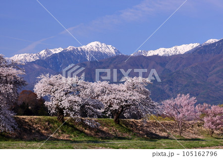 長野県伊那市美篶 伊那ナイスロード沿いの三峰川サイクリングロード桜並木と冠雪した中央アルプス木曽山脈 長野県伊那市美篶 伊那ナイスロード沿いの三峰川サイクリングロード桜並木と冠雪した中央アルプス木曽山脈 105162796