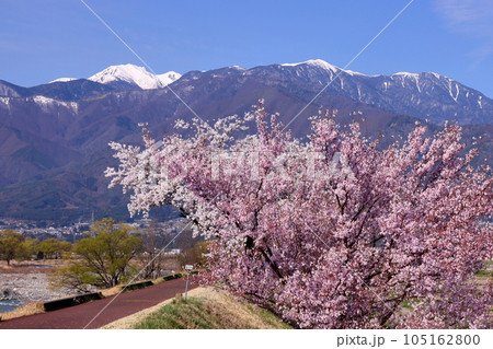 長野県伊那市美篶 伊那ナイスロード沿いの三峰川サイクリングロード桜並木と冠雪した中央アルプス木曽山脈 長野県伊那市美篶 伊那ナイスロード沿いの三峰川サイクリングロード桜並木と冠雪した中央アルプス木曽山脈 105162800