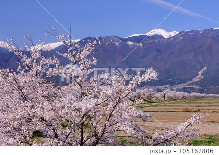 長野県伊那市美篶 伊那ナイスロード沿いの三峰川サイクリングロード桜並木と冠雪した中央アルプス木曽山脈 長野県伊那市美篶 伊那ナイスロード沿いの三峰川サイクリングロード桜並木と冠雪した中央アルプス木曽山脈 105162806