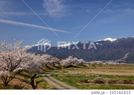長野県伊那市美篶 伊那ナイスロード沿いの三峰川サイクリングロード桜並木と冠雪した中央アルプス木曽山脈 長野県伊那市美篶 伊那ナイスロード沿いの三峰川サイクリングロード桜並木と冠雪した中央アルプス木曽山脈 105162813