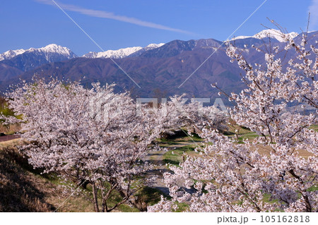 長野県伊那市美篶　伊那ナイスロード沿いの三峰川サイクリングロード桜並木と冠雪した中央アルプス木曽山脈 105162818