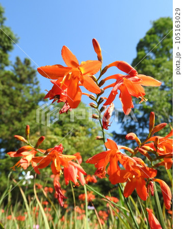 左右に1個づつ交互に花を咲かせる「ヒメヒオウギズイセン」 左右に1個づつ交互に花を咲かせる「ヒメヒオウギズイセン」 105163029