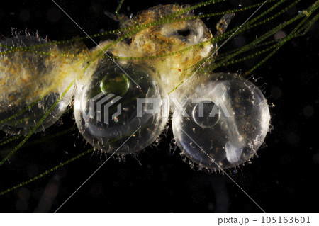 メダカの卵 105163601