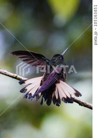 フチオハチドリ フチオハチドリ 105163851