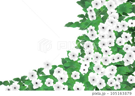 ツンベルギアの花のカード13 105163879