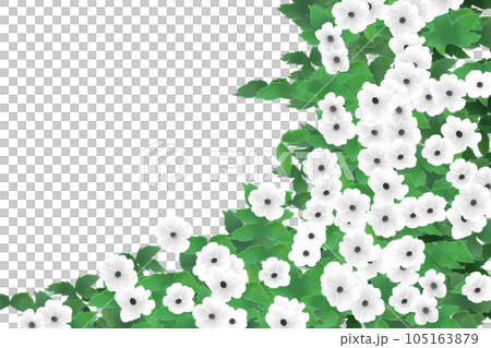 ツンベルギアの花のカード13 105163879