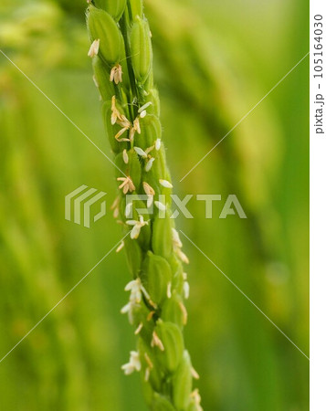 開花した稲穂(イネの花のクローズアップ) 開花した稲穂(イネの花のクローズアップ) 105164030