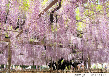 満開の藤の花が美しい藤棚 105164176