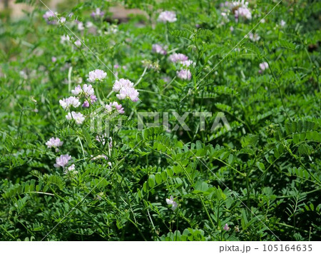花を咲かせたタマザキクサフジ 花を咲かせたタマザキクサフジ 105164635