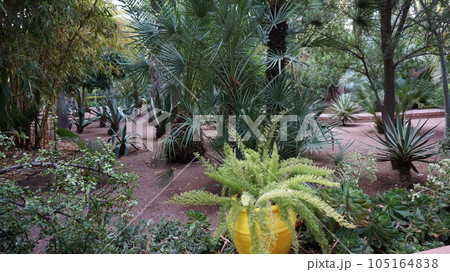 マジョレル庭園に生い茂る植物【モロッコ・マラケシュ】 105164838