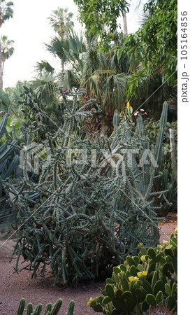 マジョレル庭園の植物【モロッコ・マラケシュ】 105164856