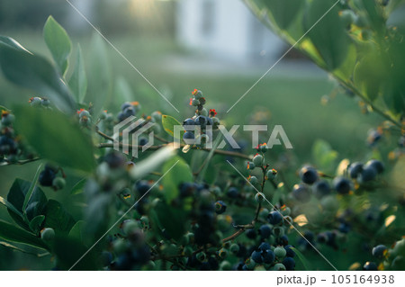 Close up of branch full of bio and organic blueberries in the farm 105164938