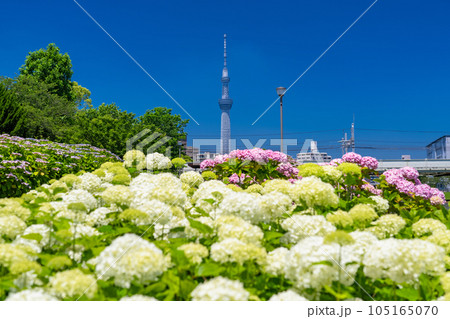 《東京都》あじさいとスカイツリー・旧中川水辺公園 105165070