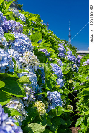 《東京都》あじさいとスカイツリー・旧中川水辺公園 《東京都》あじさいとスカイツリー・旧中川水辺公園 105165082