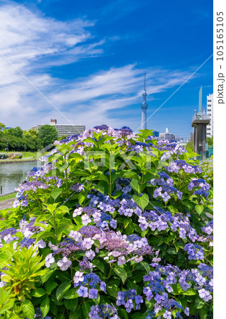 《東京都》あじさいとスカイツリー・旧中川水辺公園 《東京都》あじさいとスカイツリー・旧中川水辺公園 105165105
