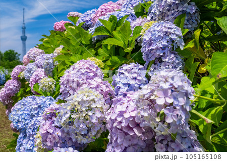 《東京都》あじさいとスカイツリー・旧中川水辺公園 《東京都》あじさいとスカイツリー・旧中川水辺公園 105165108