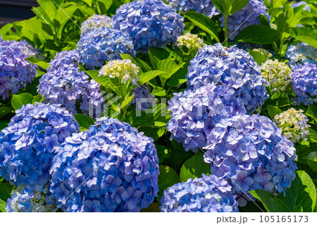 《東京都》満開のあじさい・旧中川水辺公園 105165173