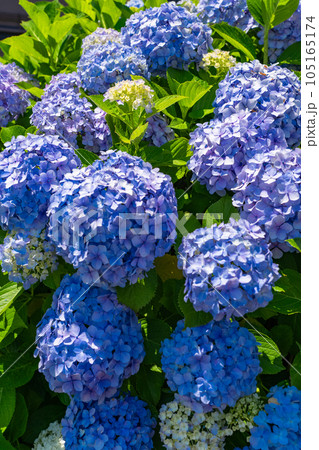 《東京都》満開のあじさい・旧中川水辺公園 105165174