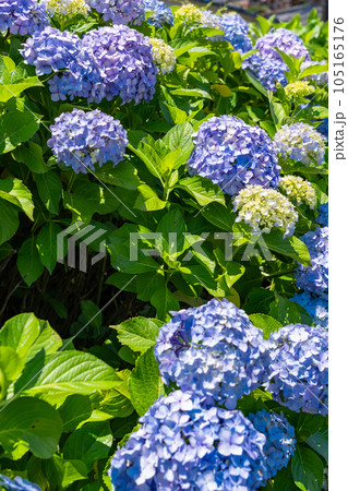 《東京都》満開のあじさい・旧中川水辺公園 《東京都》満開のあじさい・旧中川水辺公園 105165176
