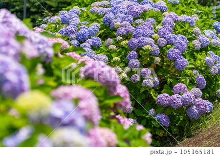 《東京都》満開のあじさい・旧中川水辺公園 《東京都》満開のあじさい・旧中川水辺公園 105165181