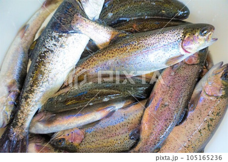 ニジマス　虹鱒　淡水魚　釣り堀　 105165236