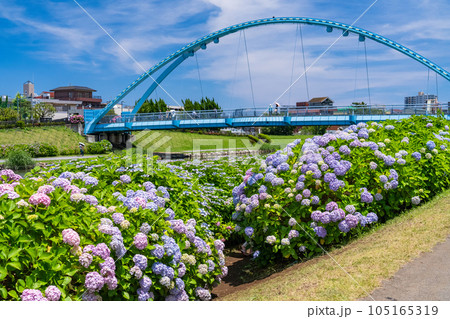 《東京都》あじさいとふれあい橋・旧中川水辺公園 《東京都》あじさいとふれあい橋・旧中川水辺公園 105165319