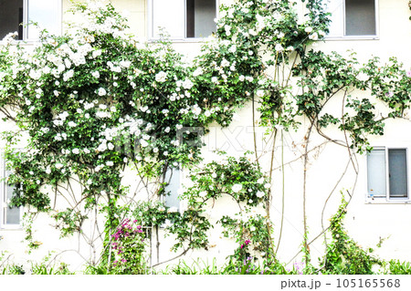 初夏の風景 白薔薇がはう岩手県郊外の家 初夏の風景 白薔薇がはう岩手県郊外の家 105165568