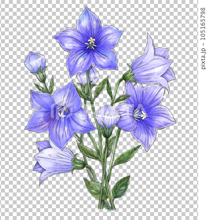 水彩画の花 キキョウ、フレーム付き 桔梗の花水彩画フレームのイラスト