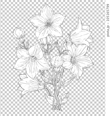 Murakami Mondo | 20240726 蓮 枇杷 二輪菊 Lotus Loquat