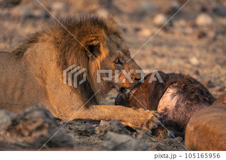 Close-up of male lion feeding from buffalo Close-up of male lion feeding from buffalo 105165956