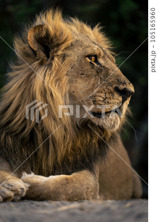 Close-up of male lion lying looking right 105165960