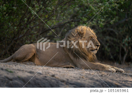 Close-up of male lion lying near bushes Close-up of male lion lying near bushes 105165961