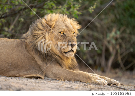 Close-up of male lion lying on beach 105165962