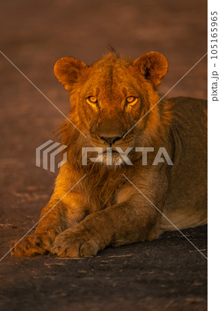 Close-up of male lion lying on sand Close-up of male lion lying on sand 105165965
