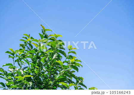 青空と桑の木 青空と桑の木 105166243
