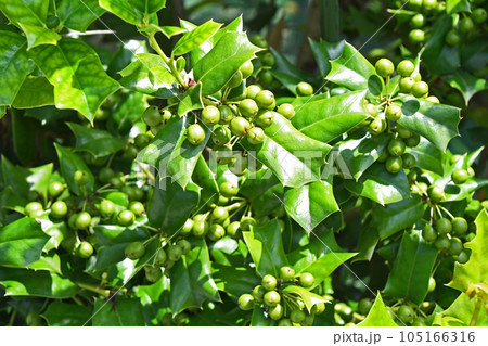 ヒイラギモチ(柊黐)の若い実 ヒイラギモチ(柊黐)の若い実 105166316