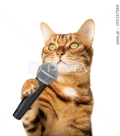 Cute kitten holding a microphone Cute kitten holding a microphone 105167068