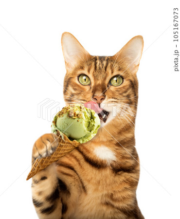 Portrait of a ginger cat licking an ice cream cone Portrait of a ginger cat licking an ice cream cone 105167073