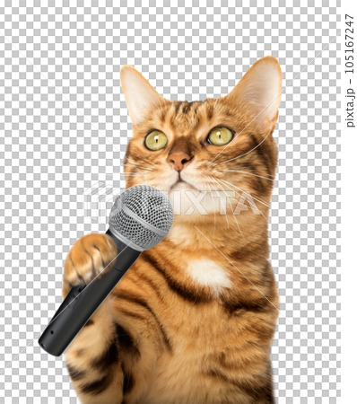 Cute kitten holding a microphone Cute kitten holding a microphone 105167247